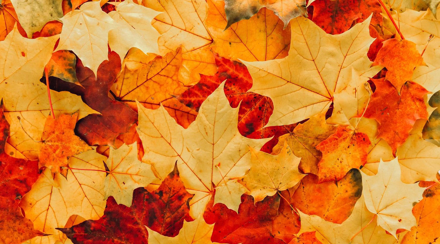 Hautpflege im Herbst: So bereitest du deine Haut optimal auf die kühleren Monate vor